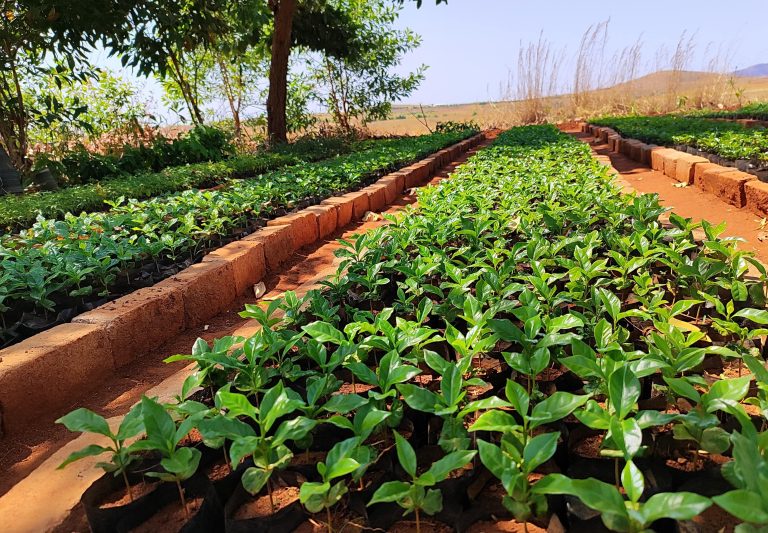 Préparation des jeunes plants pour le reboisement 2025-2026