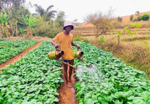Anamany (Légume-feuille)