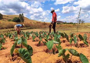 1200 pieds de Saonjo