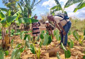 1000 pieds de Saonjo