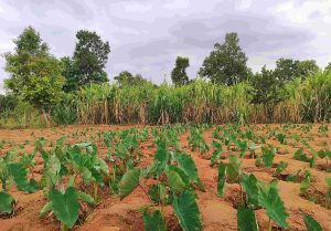 1000 pieds de Saonjo